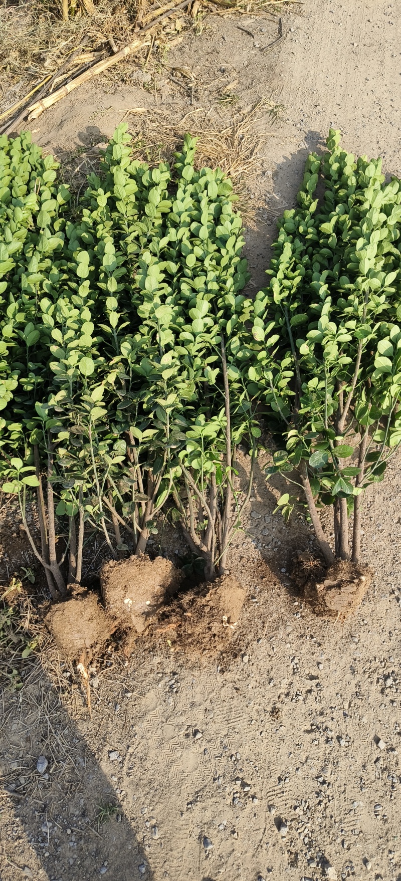 北海道黄杨基地货源充足，丛生，独干，品种齐全
