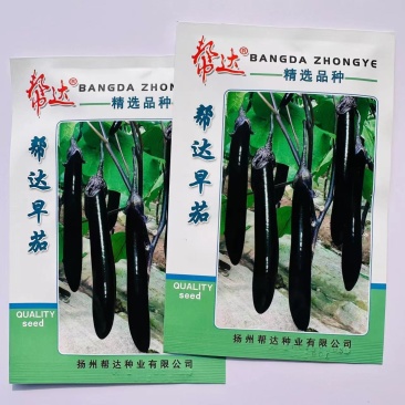 帮达早茄茄子种子特早熟紫长茄种子耐寒性强果肉浅绿色细嫩茄