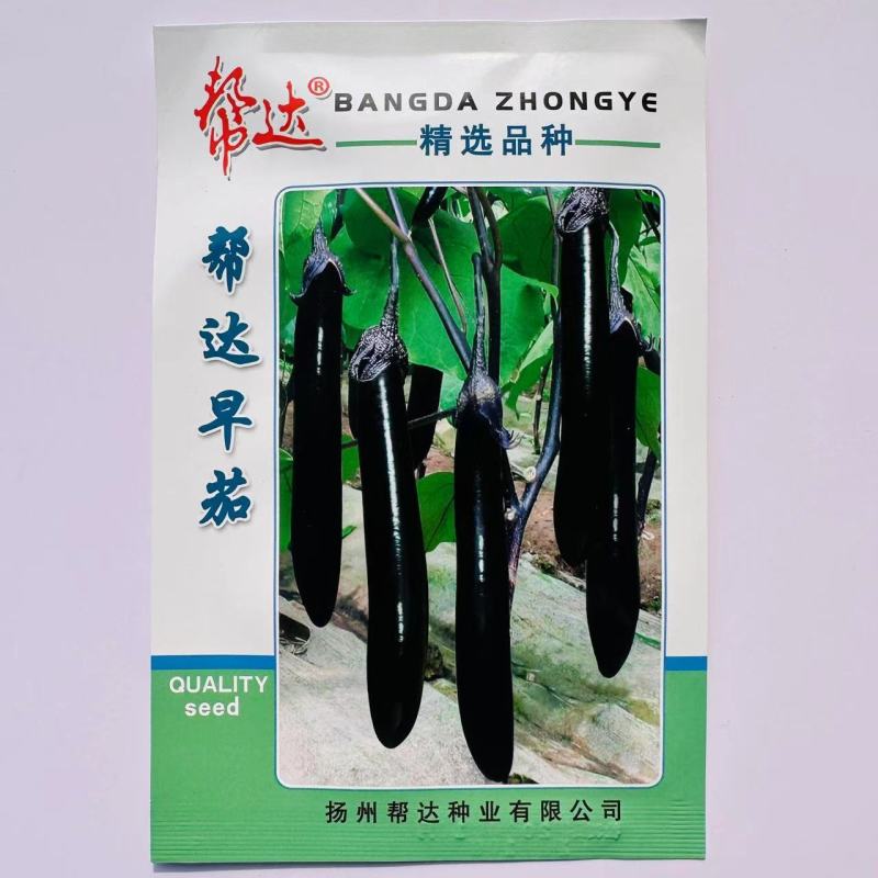 帮达早茄茄子种子特早熟紫长茄种子耐寒性强果肉浅绿色细嫩茄