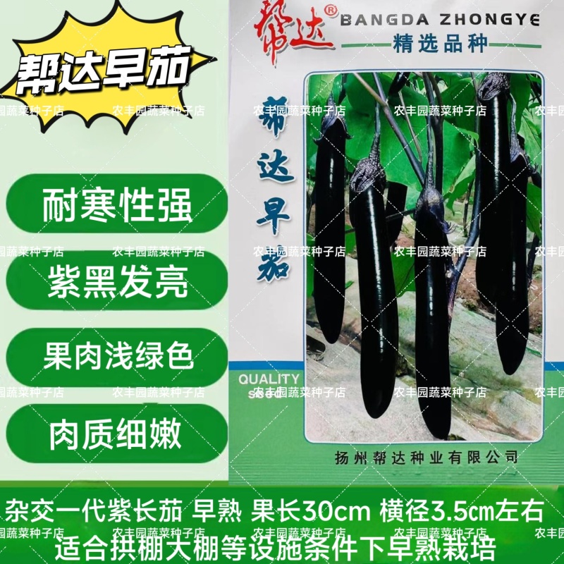 帮达早茄茄子种子特早熟紫长茄种子耐寒性强果肉浅绿色细嫩茄