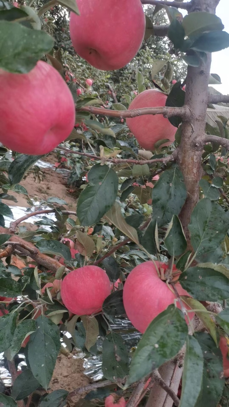 【下架】精品寒富苹果一手货源质量保证价格便宜