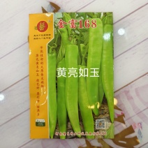 金富168黄皮大辣椒种子早熟叶片小单果100克长28厘米