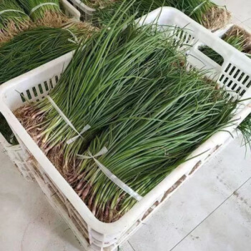 优质洋葱苗，万亩基地，品种齐全。河西二红，黄葱。半高桩