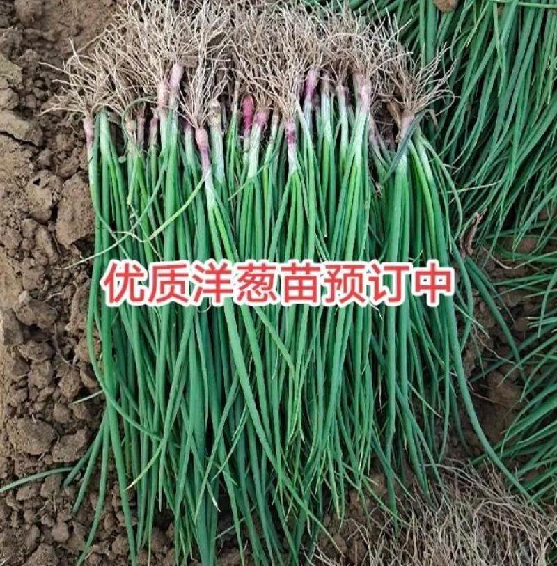 优质洋葱苗，万亩基地，品种齐全。河西二红，黄葱。半高桩