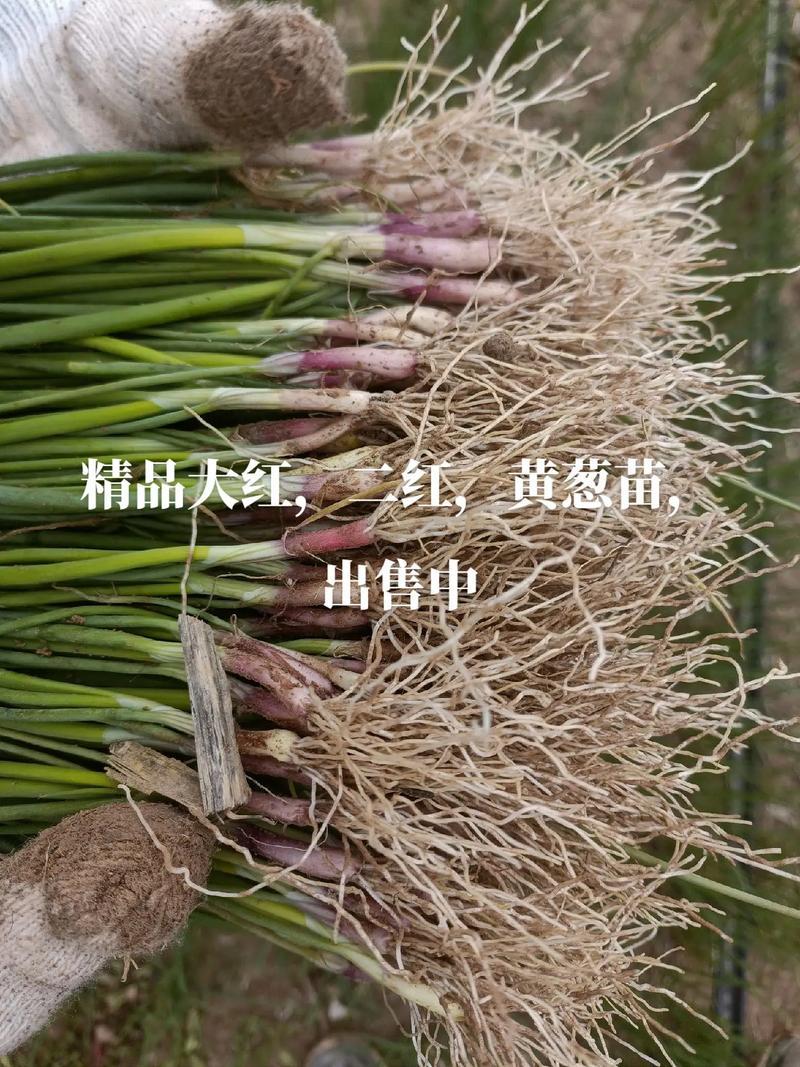 优质洋葱苗，万亩基地，品种齐全。河西二红，黄葱。半高桩