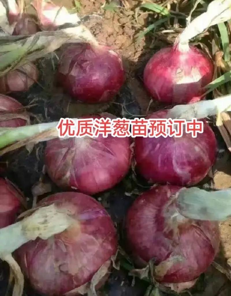 优质洋葱苗，万亩基地，品种齐全。河西二红，黄葱。半高桩