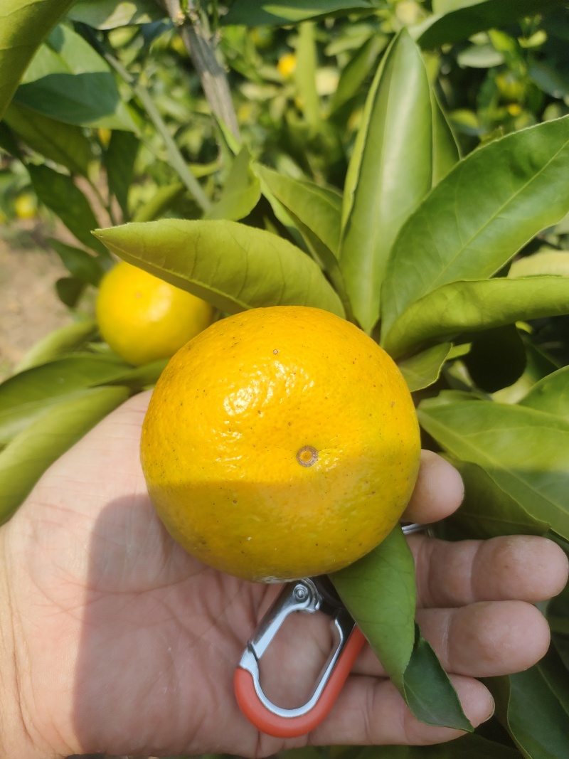 柑橘蜜桔，口感好，皮薄，无出害，果皮光亮，产地一手货