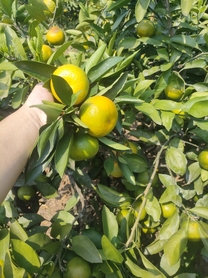 柑橘蜜桔，口感好，皮薄，无出害，果皮光亮，产地一手货
