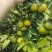 柑橘蜜桔，口感好，皮薄，无出害，果皮光亮，产地一手货