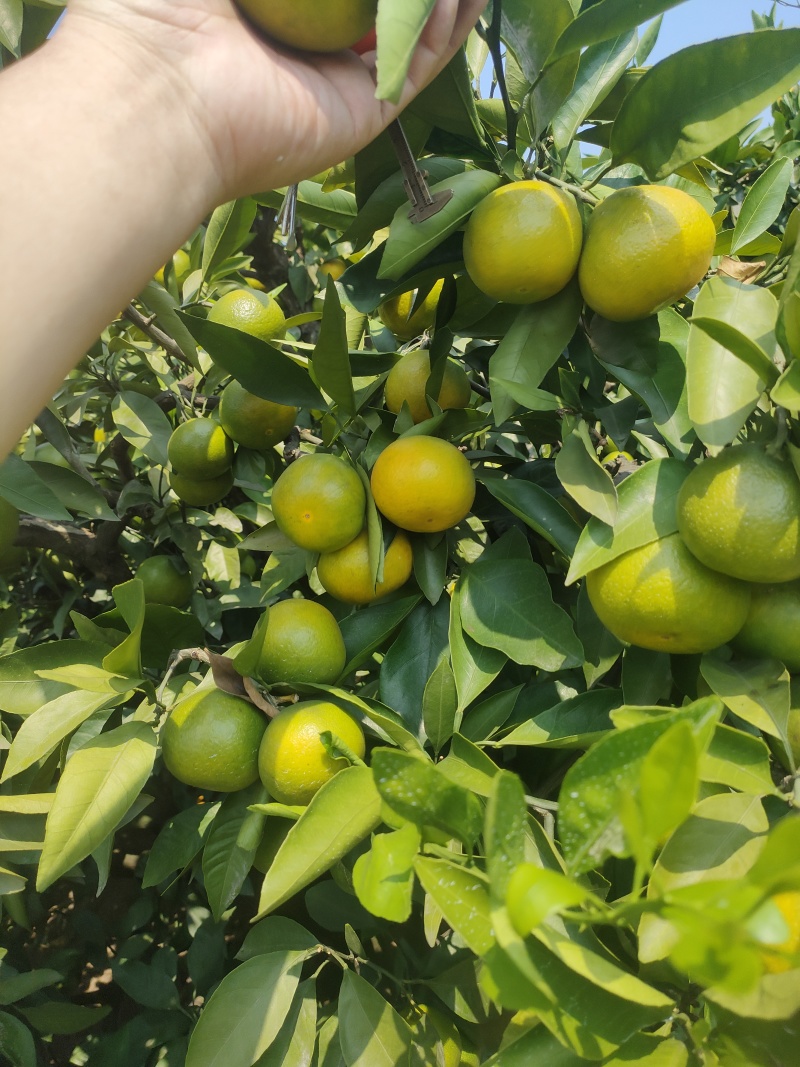 柑橘蜜桔，口感好，皮薄，无出害，果皮光亮，产地一手货