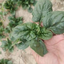 基地趴地菠菜大量供应欢迎各位客商联系