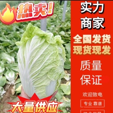 本地黄心白菜大量上市，产地直发，优质白菜，欢迎来电洽谈
