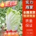 本地黄心白菜大量上市，产地直发，优质白菜，欢迎来电洽谈
