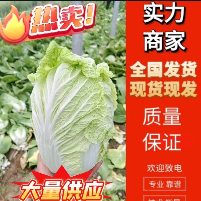 本地黄心白菜大量上市，产地直发，优质白菜，欢迎来电洽谈