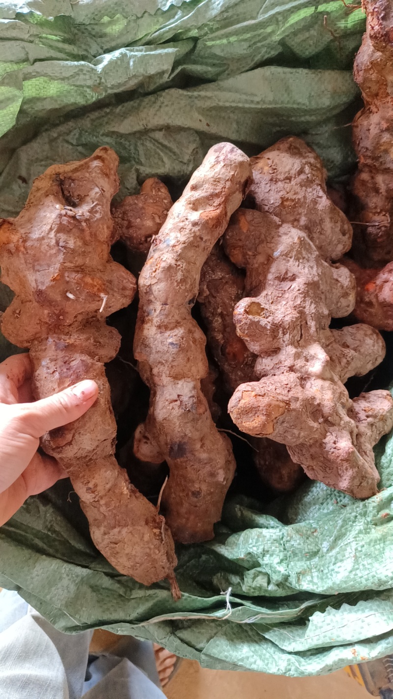 精品云南土茯苓漂亮颜色颜值一流