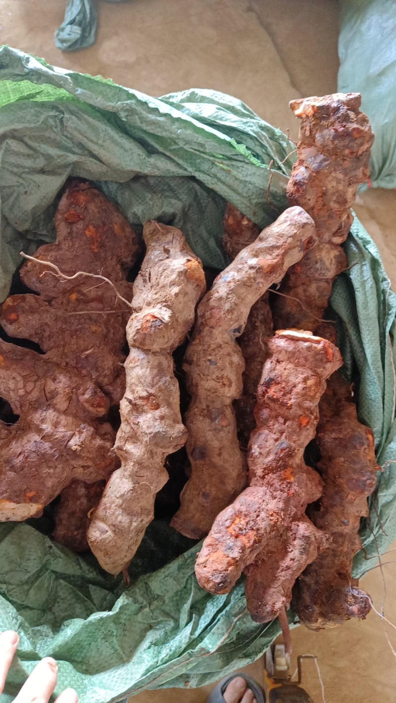 精品云南土茯苓漂亮颜色颜值一流