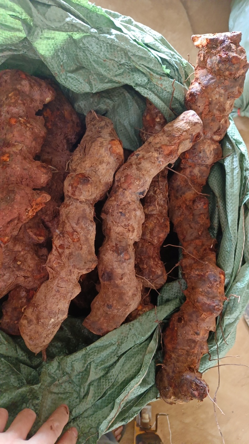 精品云南土茯苓漂亮颜色颜值一流
