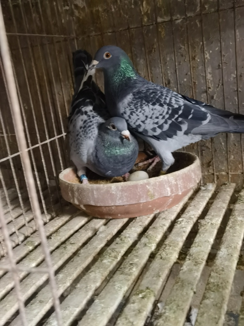 信鸽青年鸽老鸽都有通货欢迎咨询