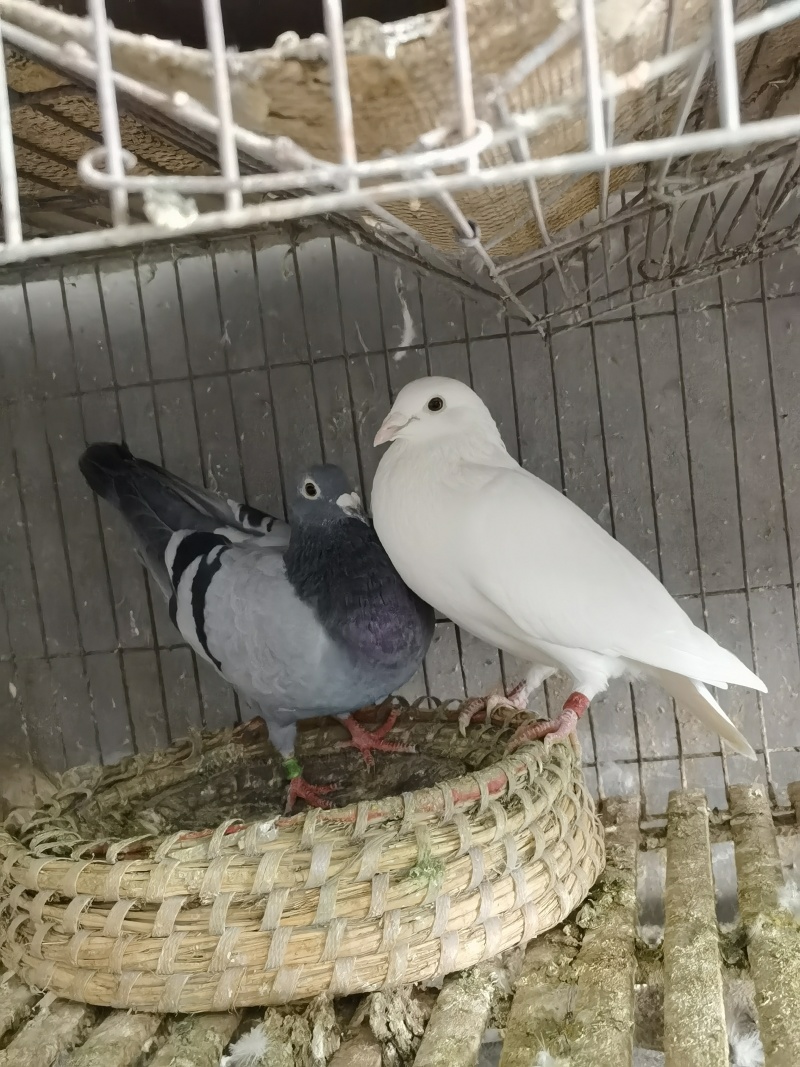 信鸽青年鸽老鸽都有通货欢迎咨询