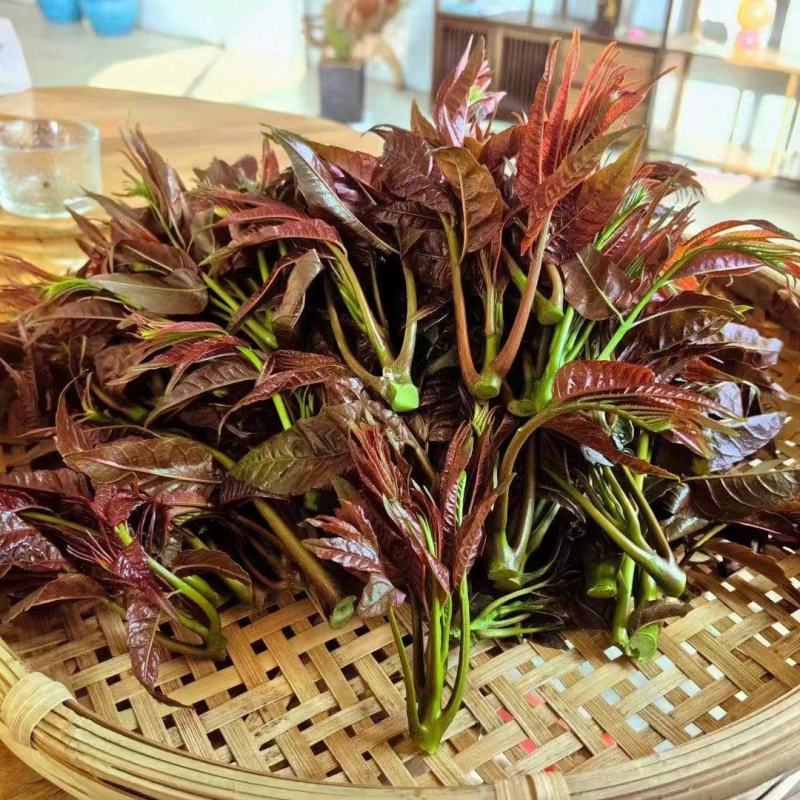 云南楚雄香椿芽新鲜香椿四季红油香椿基地直发大量供货代发全国