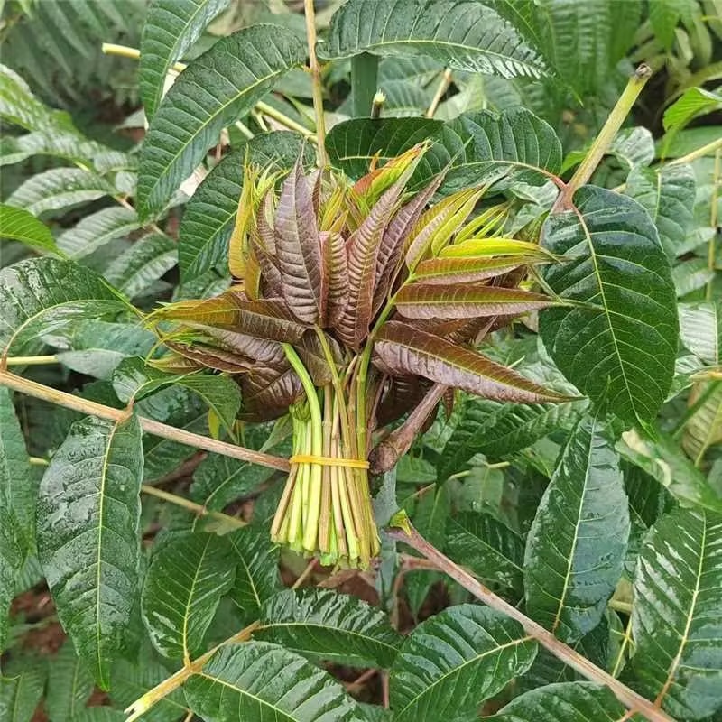 云南楚雄香椿芽新鲜香椿四季红油香椿基地直发大量供货代发全国