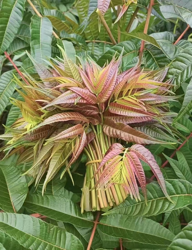 云南楚雄香椿芽新鲜香椿四季红油香椿基地直发大量供货代发全国