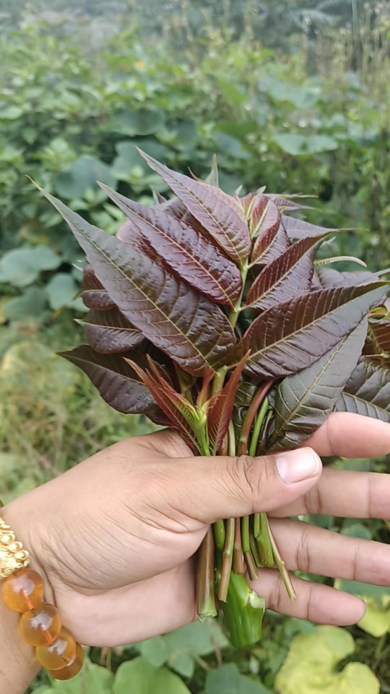 云南楚雄香椿芽新鲜香椿四季红油香椿基地直发大量供货代发全国