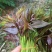 云南楚雄香椿芽新鲜香椿四季红油香椿基地直发大量供货代发全国