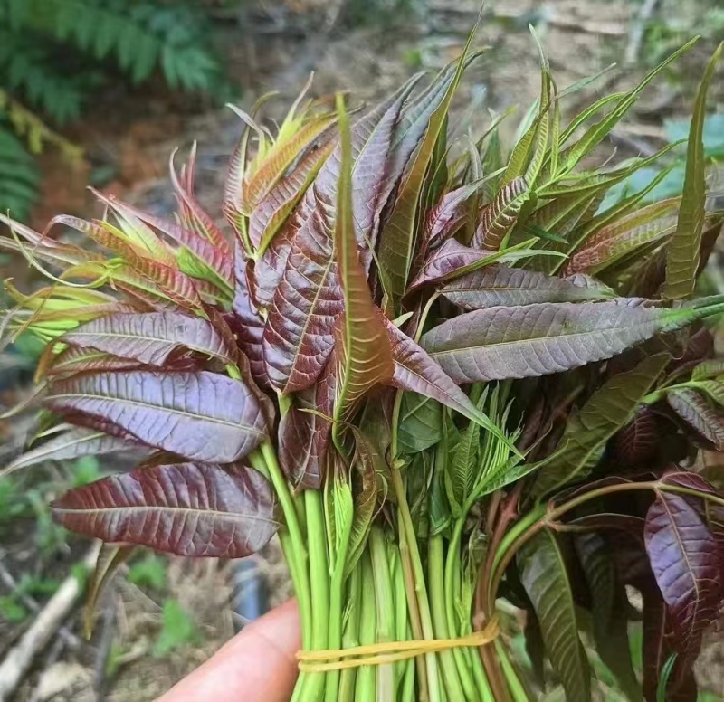 云南楚雄香椿芽新鲜香椿四季红油香椿基地直发大量供货代发全国
