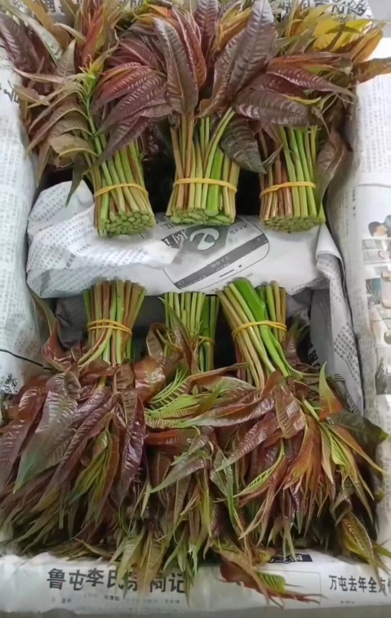 云南楚雄香椿芽新鲜香椿四季红油香椿基地直发大量供货代发全国