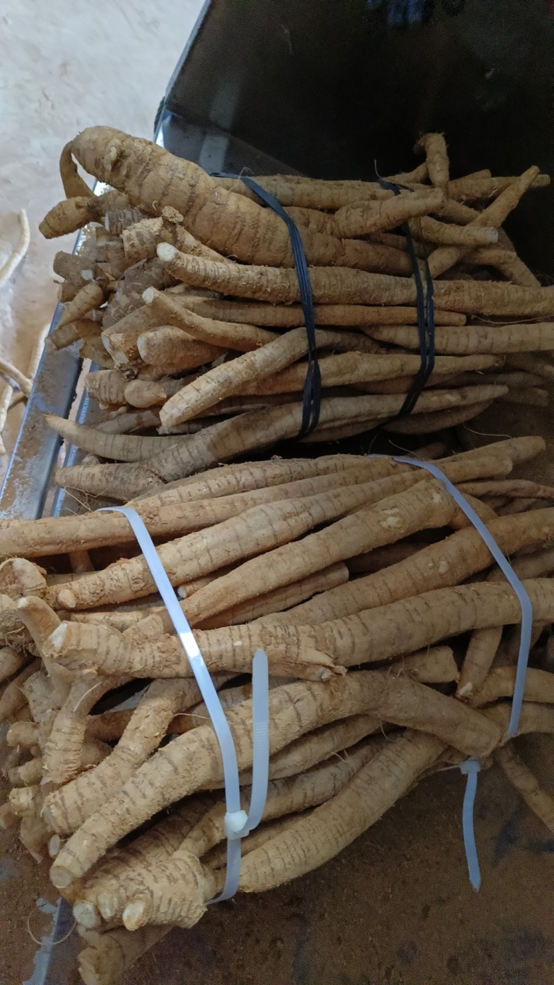 天花板黄皮小叶大统牛够漂亮大条一等货色