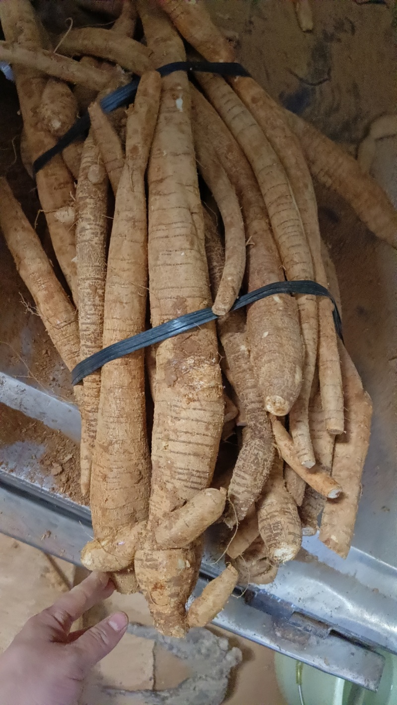 天花板黄皮小叶大统牛够漂亮大条一等货色