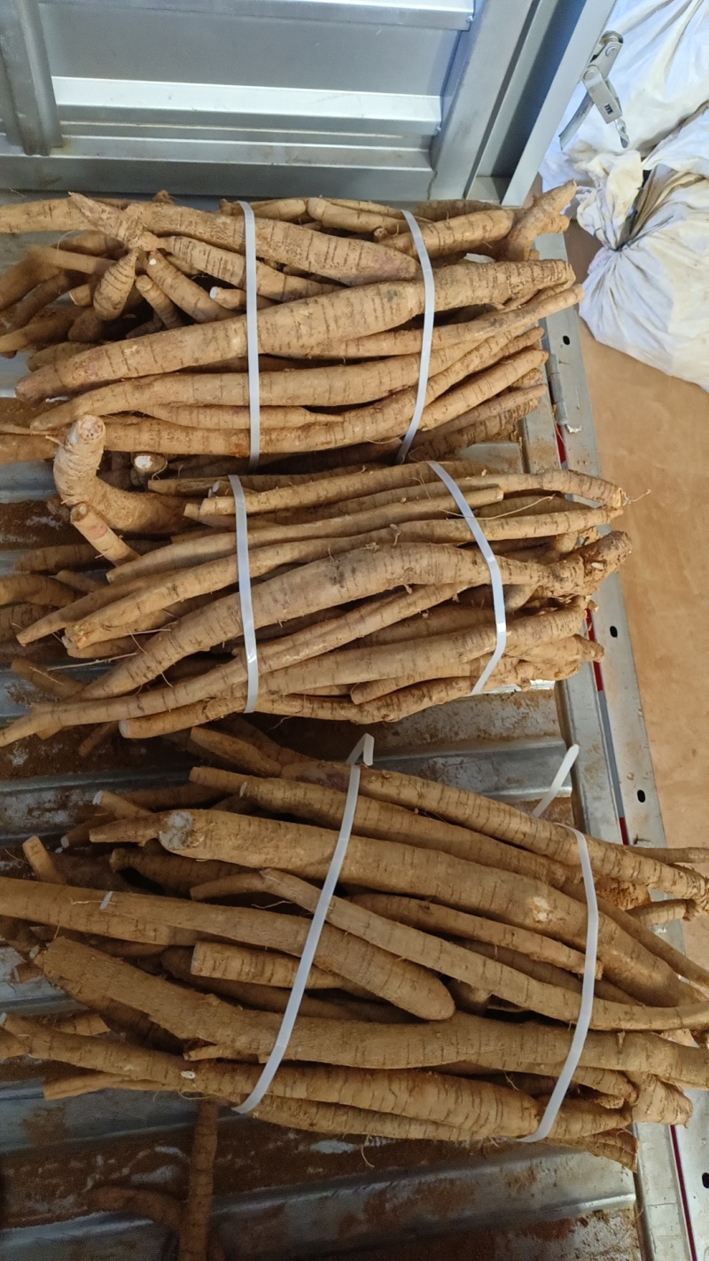 天花板黄皮小叶大统牛够漂亮大条一等货色