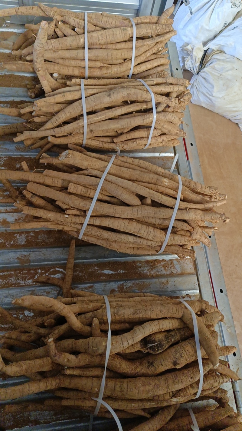 天花板黄皮小叶大统牛够漂亮大条一等货色