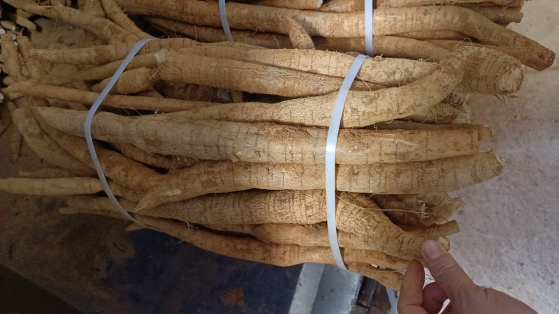 天花板黄皮小叶大统牛够漂亮大条一等货色
