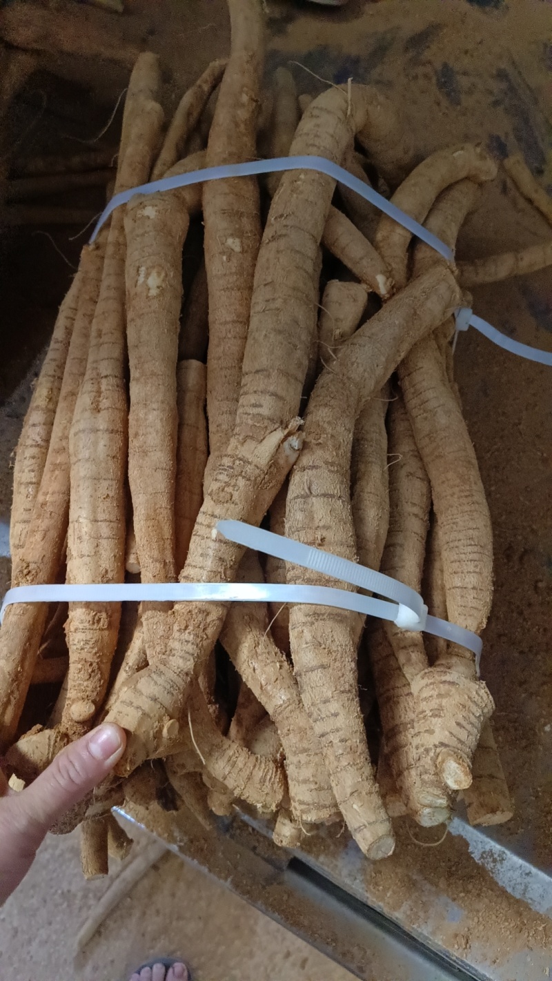 天花板黄皮小叶大统牛够漂亮大条一等货色
