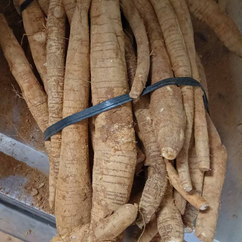 天花板黄皮小叶大统牛够漂亮大条一等货色