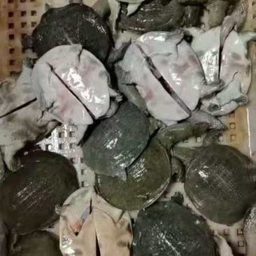 现杀外塘甲鱼去内脏去油膜，规格齐全量大从优，净重