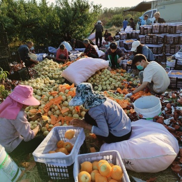 冬桃果园现采