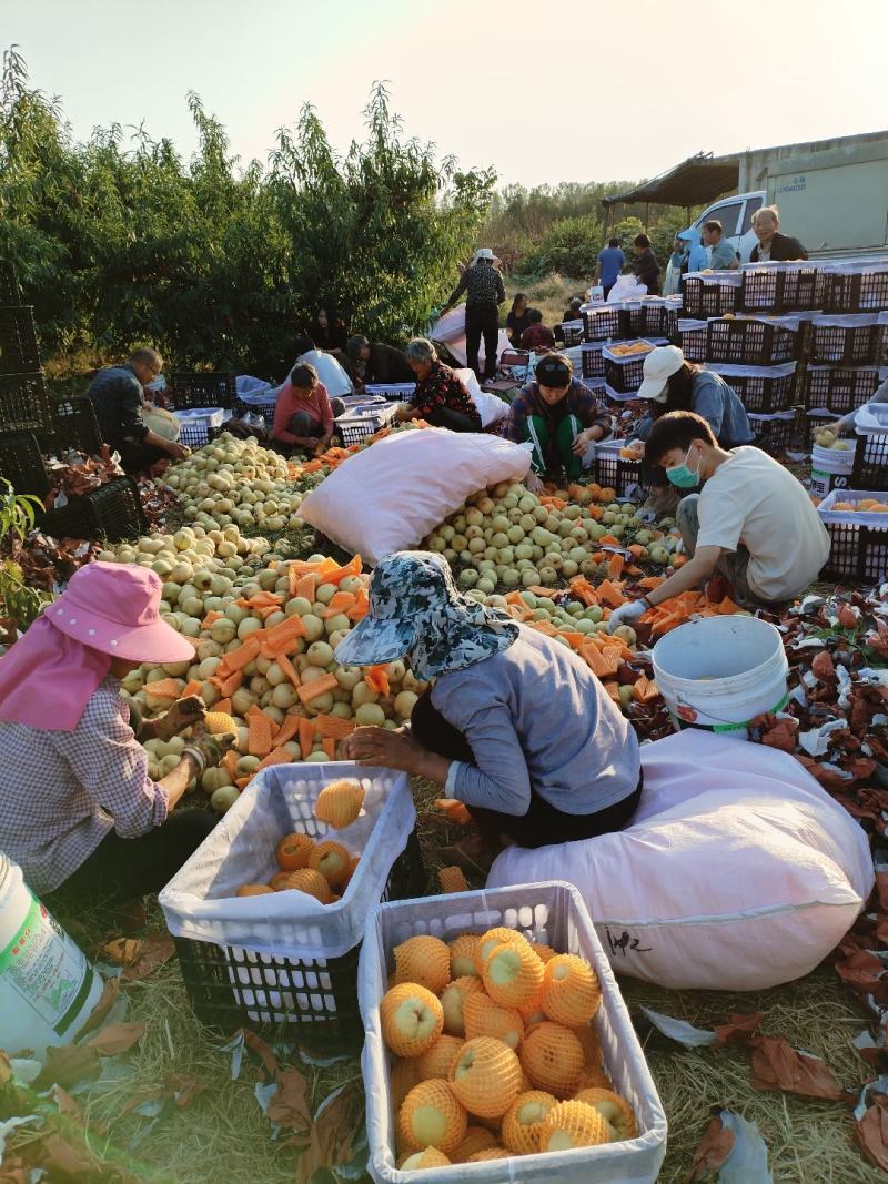 冬桃果园现采