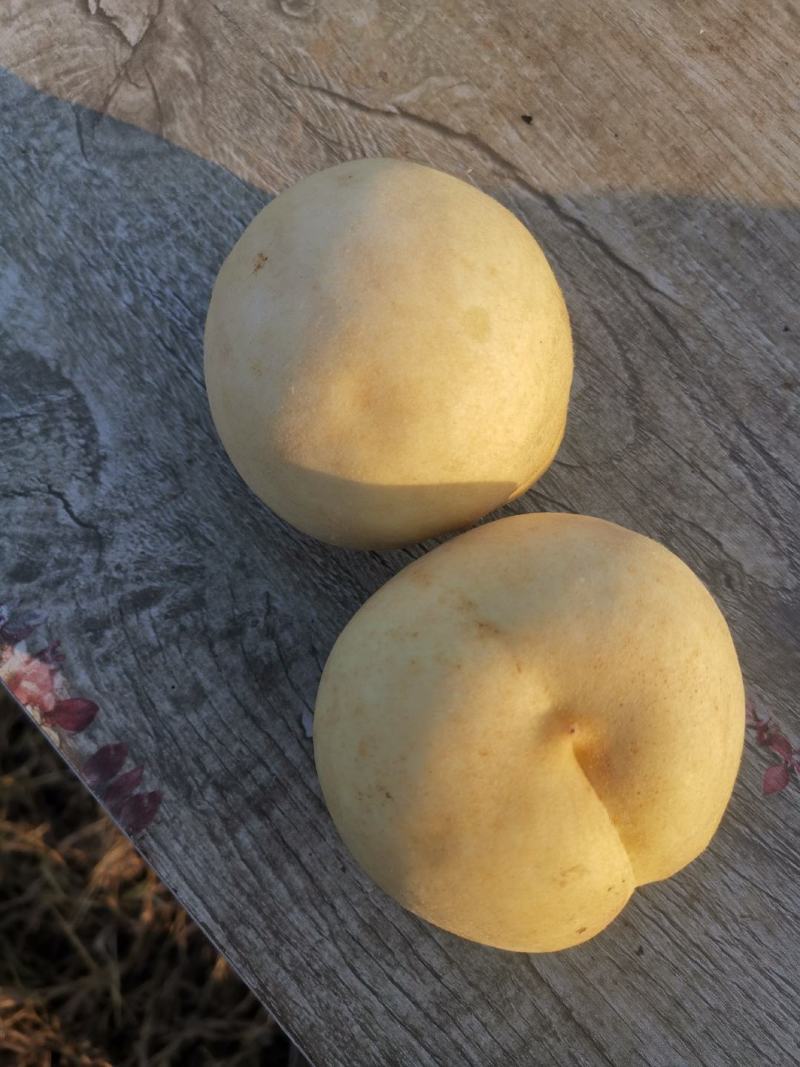 冬桃果园现采