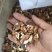 山西产地核桃仁直供，优质饱满，核桃仁，各种规格，批发优惠