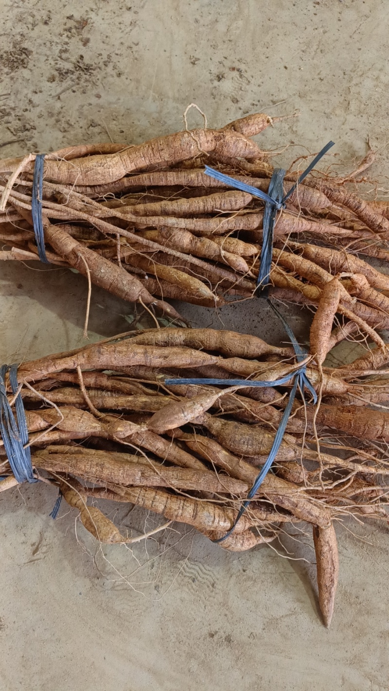 大叶带根须仿野生牛大力十年老牛非常老