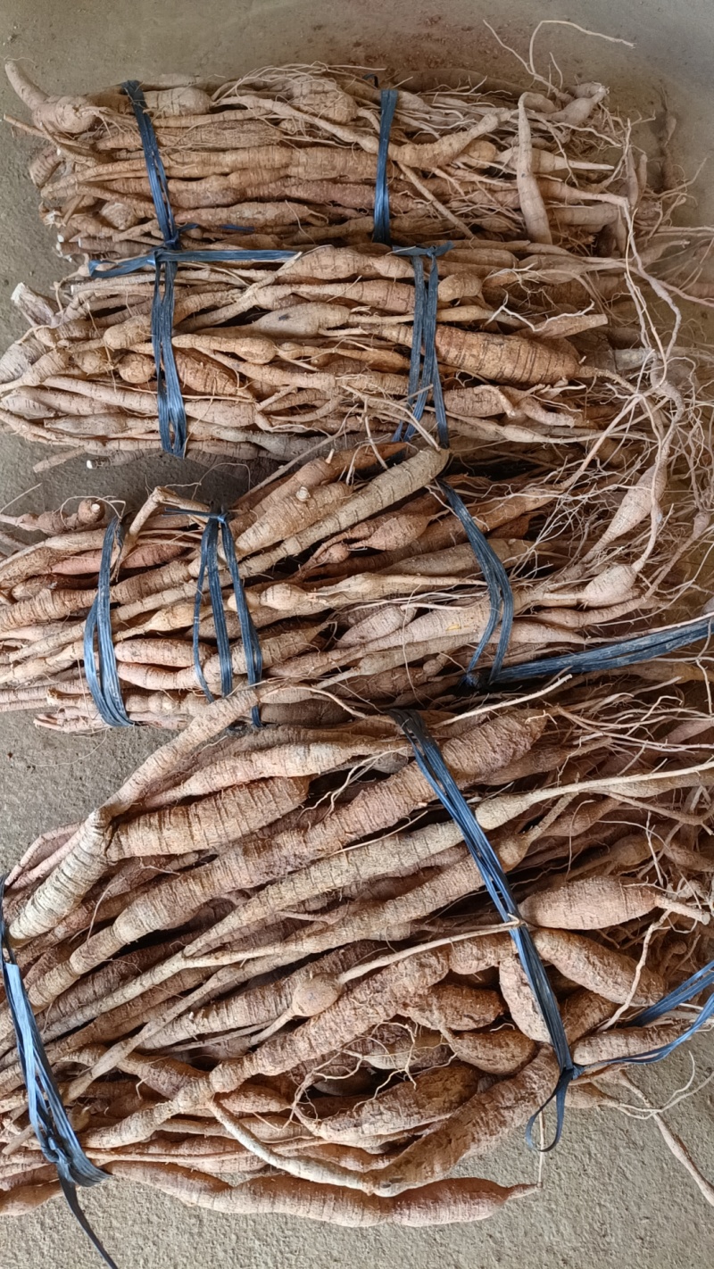 大叶带根须仿野生牛大力十年老牛非常老