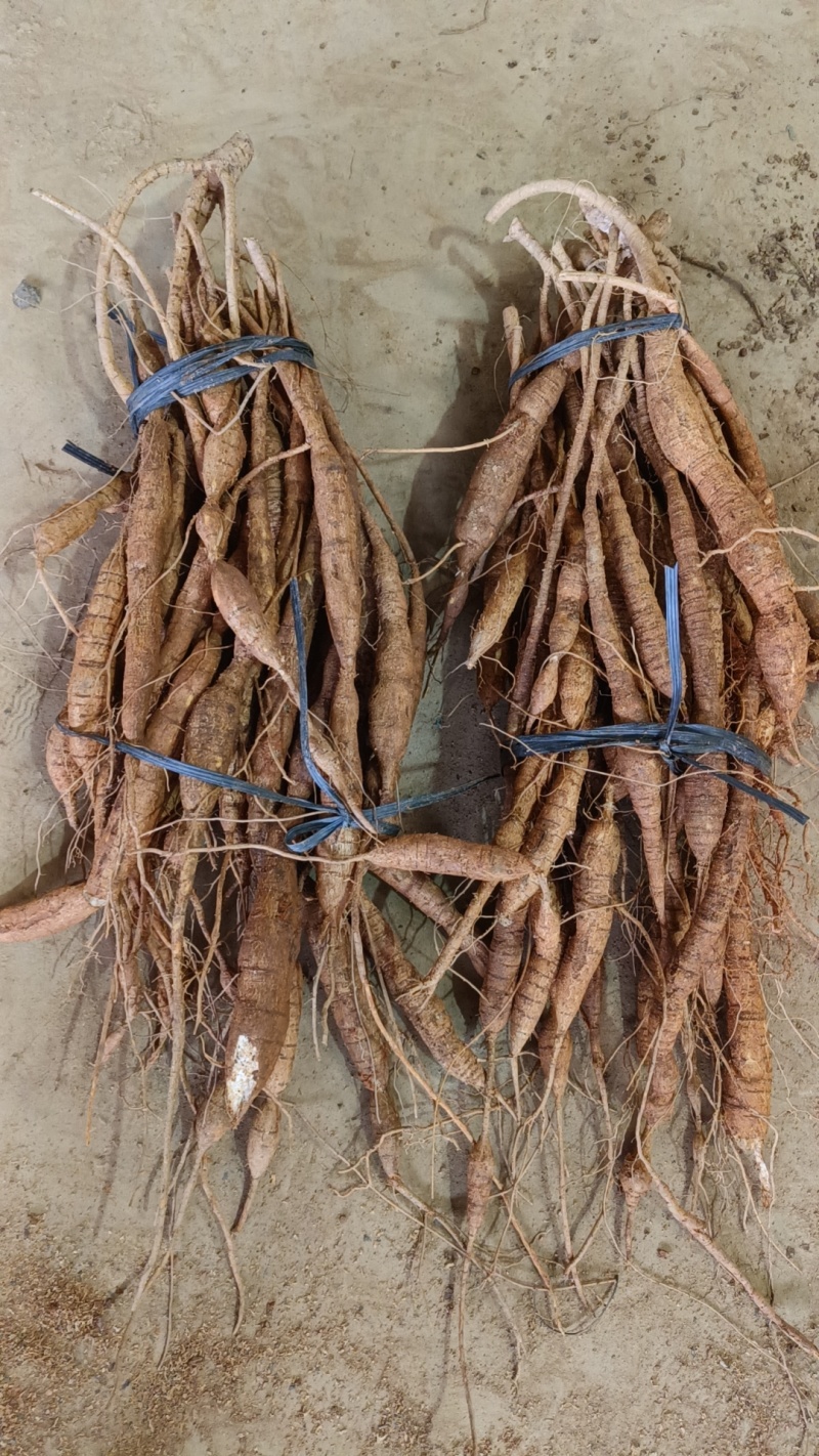 大叶带根须仿野生牛大力十年老牛非常老