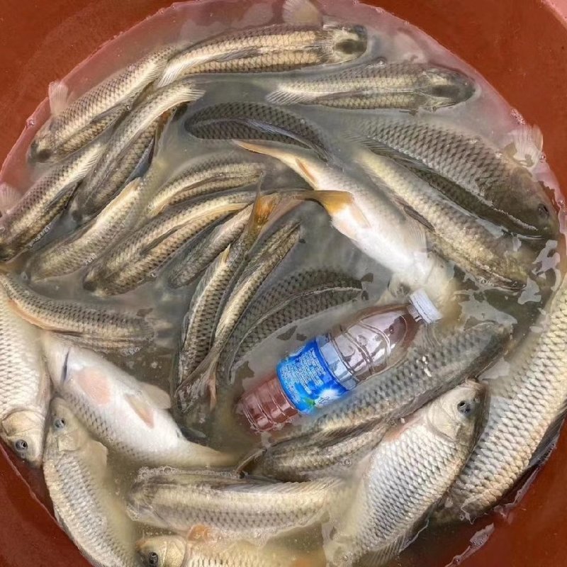 金背鲤鱼苗成品