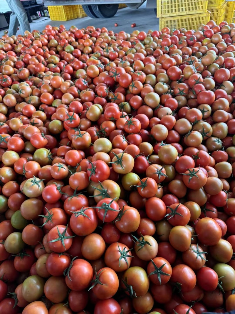 西红柿硬粉，产地直发，价格优势大，性价比高，物美价廉