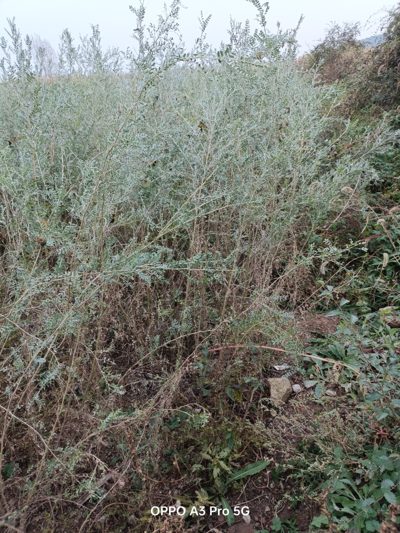 柠条杯苗