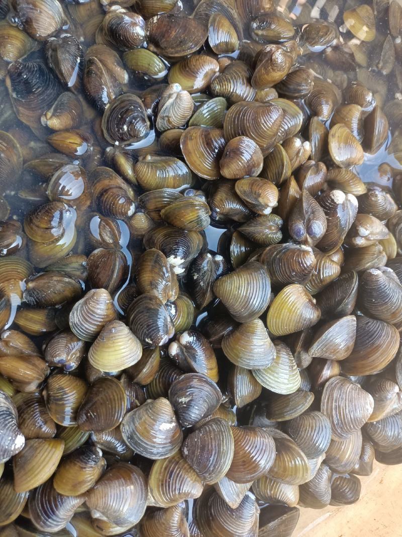 广州本地黄沙蚬