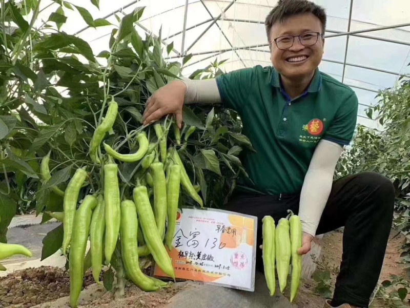 金富168黄皮大辣椒种子早熟叶片小单果100克长28厘米